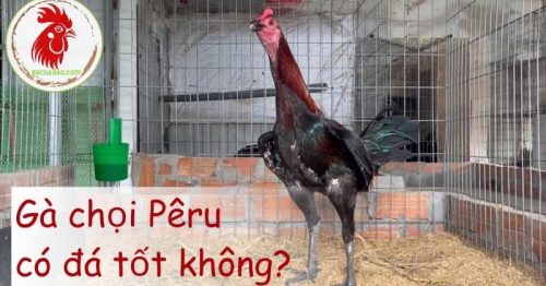 Gà Pêru – Đặc điểm nổi bật của giống gà chọi Peru