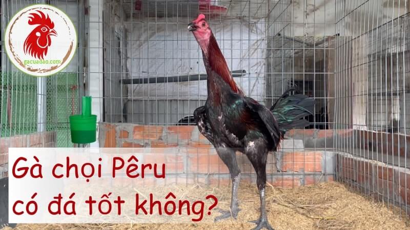 Gà chọi Pêru có đá tốt không?