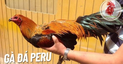 Gà đá Peru – Biểu tượng tốc độ và sức mạnh của giống gà đá