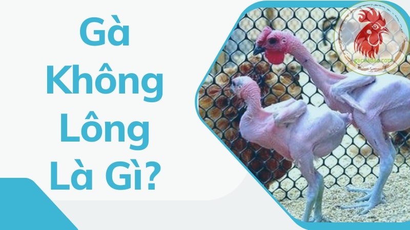 Gà không lông là gì? Kinh nghiệm chọn gà đá trụi lông