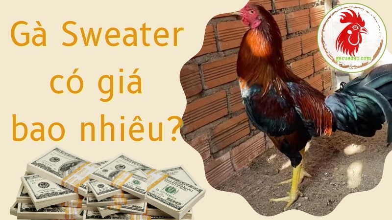 Gà sweater có giá bao nhiêu?