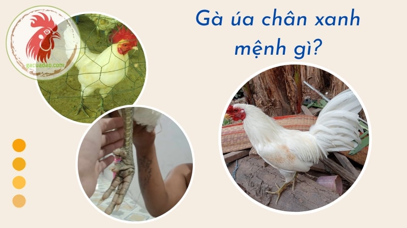 Gà úa chân xanh mang mệnh gì?