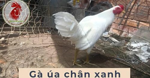 Gà Úa Chân Xanh – Chiến binh lừng danh trong làng đá gà