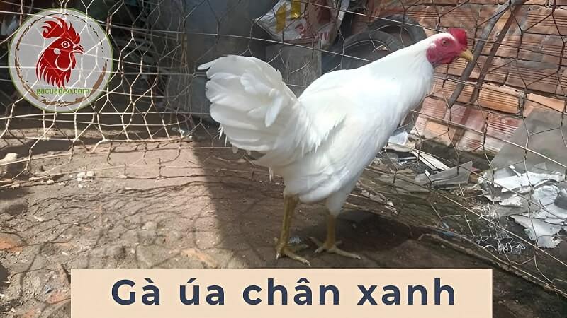 Gà Úa Chân Xanh - Chiến binh lừng danh trong làng đá gà