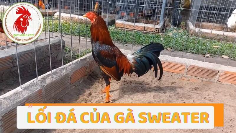 Lối đá của Gà Sweater trong các trận đá gà, chọi gà