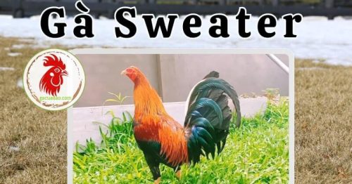 Gà Sweater – Chiến binh dũng mãnh trong làng đá gà