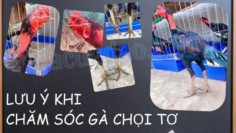 03 điều cần lưu ý trong cách chăm sóc gà chọi tơ