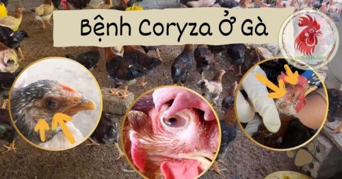 Bệnh coryza ở gà: Nguyên nhân, triệu chứng, cách phòng ngừa