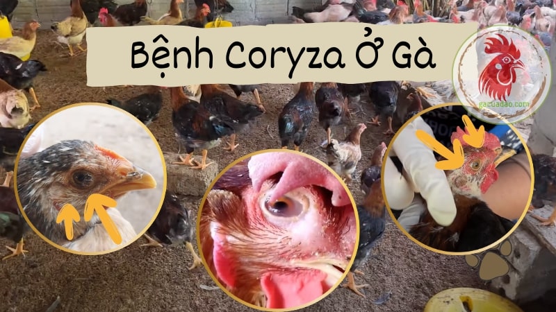 Bệnh coryza ở gà: Nguyên nhân, triệu chứng, cách phòng ngừa