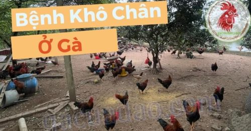 Gà Bị Khô Chân: Nguyên nhân, triệu chứng và cách phòng tránh