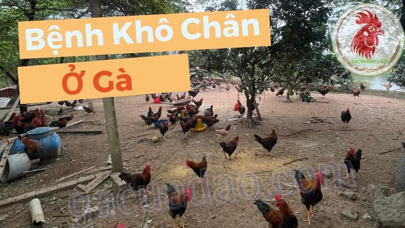 Gà Bị Khô Chân: Nguyên nhân, triệu chứng và cách phòng tránh