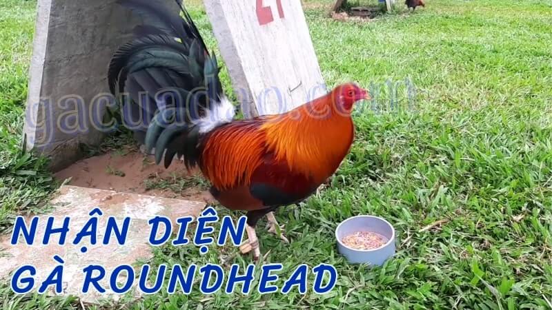 Bí kíp nhận diện gà Roundhead chuẩn chỉnh