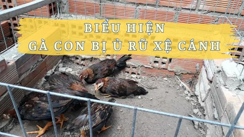 Biểu hiện của gà con bị ủ rũ xệ cánh