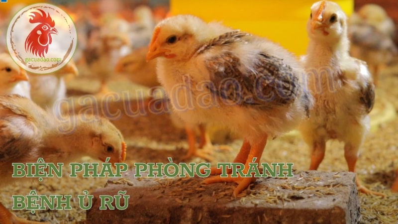 Các biện pháp phòng tránh bệnh ủ rũ ở gà con