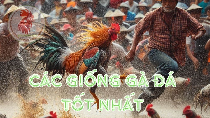 Các giống gà đá cựa dao tốt nhất hiện nay