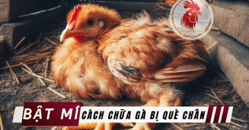 Top 03 cách chữa gà bị què chân đơn giản, hiệu quả tại nhà