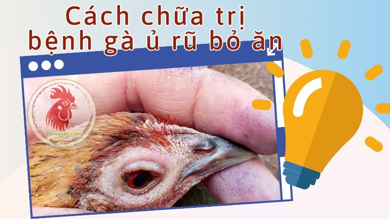 Cách chữa trị bệnh gà ủ rũ bỏ ăn