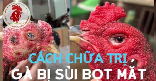 Gà bị sùi bọt mắt là bệnh gì? Cách chữa gà chọi bị bọt mắt