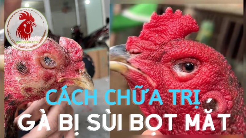 Cách chữa trị khi gà bị sùi bọt mắt