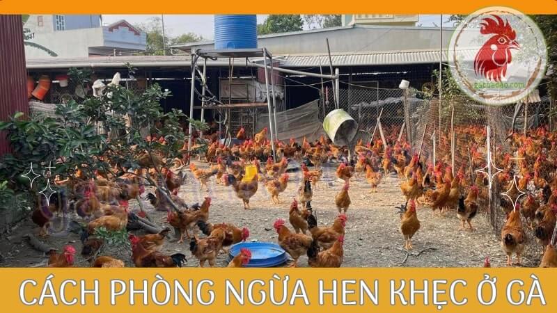 Cách phòng ngừa và điều trị gà bị hen khẹc