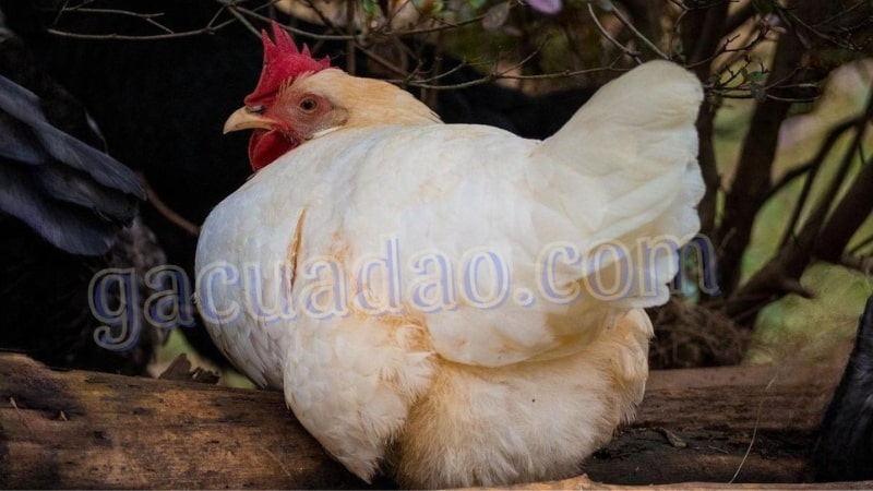 Chăm sóc gà Leghorn giai đoạn sinh sản