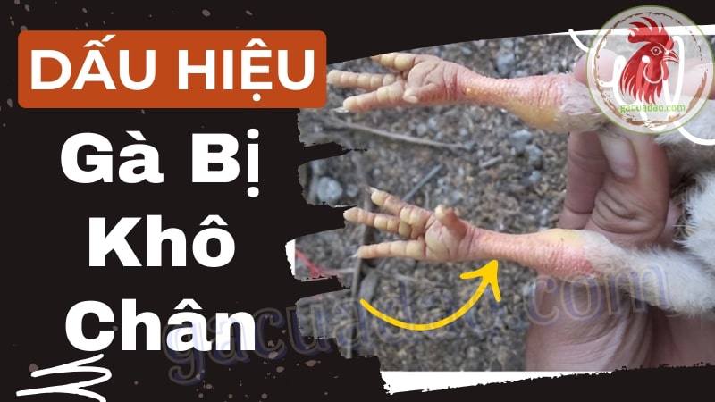 Dấu hiệu cho thấy gà bị khô chân