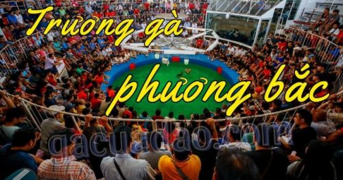 Khám phá thế giới đá gà sôi động tại trường gà Phương Bắc