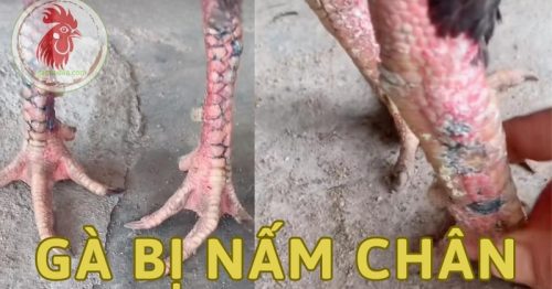 Cách trị bệnh gà bị nấm chân nhanh chóng, tiết kiệm chi phí