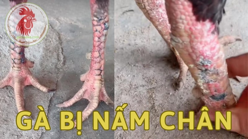 Cách trị bệnh gà bị nấm chân nhanh chóng, tiết kiệm chi phí