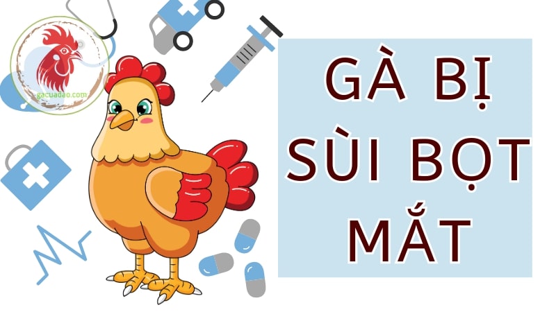 Gà bị sùi bọt mắt là bệnh gì? Cách chữa gà chọi bị bọt mắt