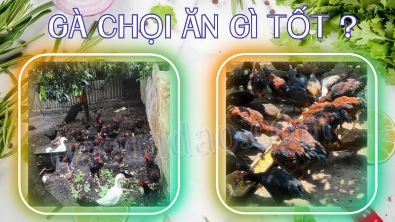 Gà chọi ăn gì tốt trong các giai đoạn?