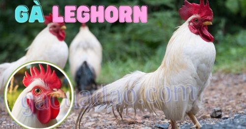 Gà Leghorn – Khám phá bí mật đẻ trứng khủng của gà Lơgo