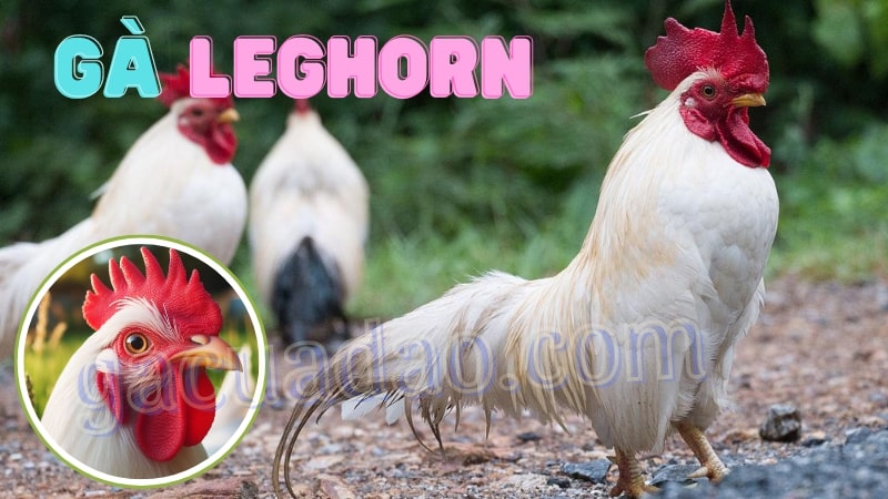 Gà Leghorn - Khám phá bí mật đẻ trứng khủng của gà Lơgo