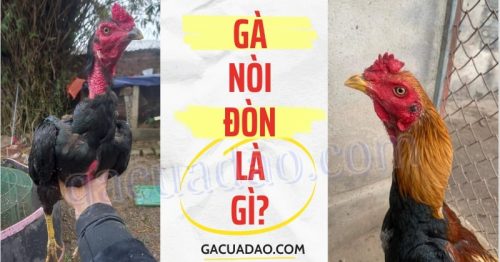 Gà nòi đòn là gì? Sự khác biệt giữa gà đòn nòi và gà đá cựa