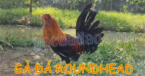 Gà Roundhead – Dòng gà đá Mỹ rặc đá bách phát bách trúng