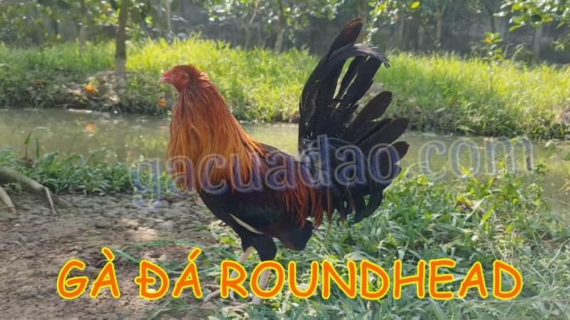 Gà Roundhead – Dòng gà đá Mỹ rặc đá bách phát bách trúng