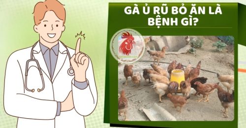 Gà ủ rũ bỏ ăn là bệnh gì? Cách chữa trị nhanh chóng