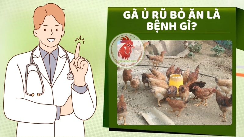 Gà ủ rũ bỏ ăn là bệnh gì? Cách chữa trị nhanh chóng