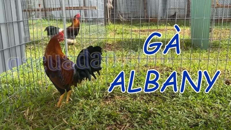 Gà Albany: Chiến binh dũng mãnh trên các trường gà