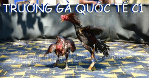 Trường gà quốc tế C1: Đấu trường đẳng cấp cho giới mê gà