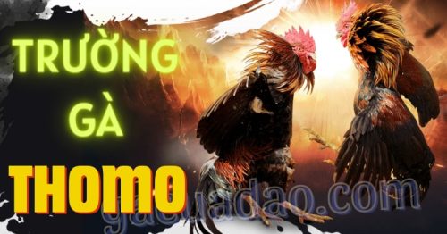 Trường gà Thomo – Nơi những trận chiến nảy lửa diễn ra