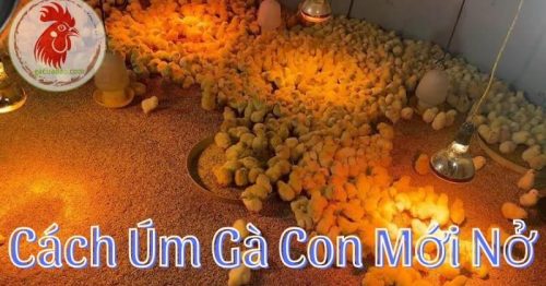 Cách úm gà con hiệu quả – Hướng dẫn cách úm gà con mới nở