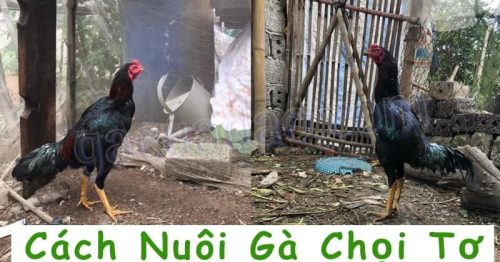 Cách nuôi gà chọi tơ hiệu quả từ các sư kê lão luyện