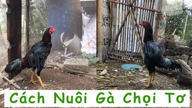 Cách nuôi gà chọi tơ hiệu quả từ các sư kê lão luyện