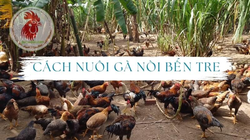 Hướng dẫn nuôi gà nòi Bến Tre đúng cách