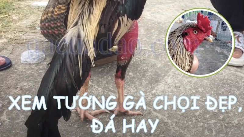 Lợi ích khi xem tướng gà chọi đẹp, đá hay