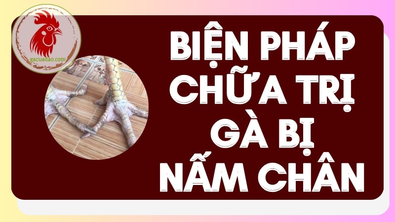 Một số biện pháp chữa trị khi gà bị nấm chân