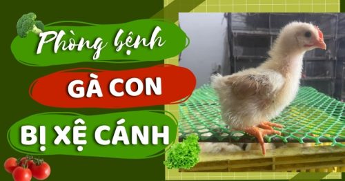 Nguyên nhân gà con bị xệ cánh và cách phòng ngừa hiệu quả