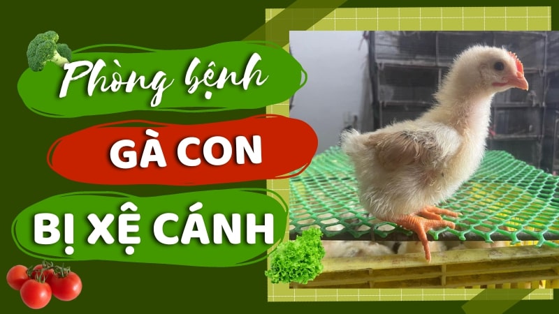 Nguyên nhân gà con bị xệ cánh và cách phòng ngừa hiệu quả