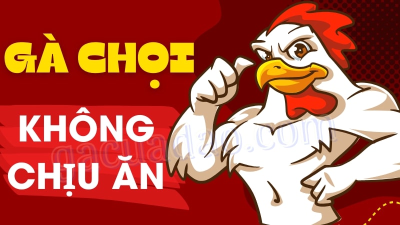 Gà chọi không chịu ăn - Bí quyết giúp gà ăn ngon miệng